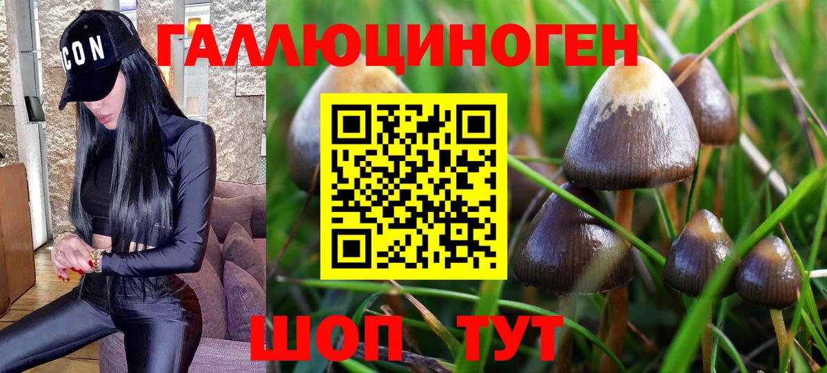 Галлюциногенные грибы Psilocybe Тосно
